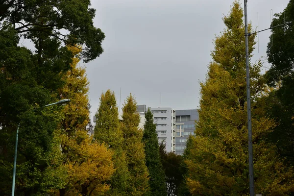 Tokio Japón Noviembre 2019 Desenfoque Identificado Hojas Otoño Jardín Nacional — Foto de Stock