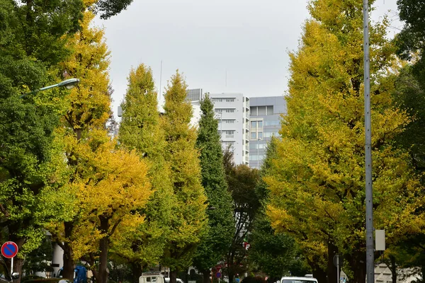 Tokyo Japan November 2019 Unidentified Blur Autumn Leaves Yoyogi Koen — Stock Photo, Image