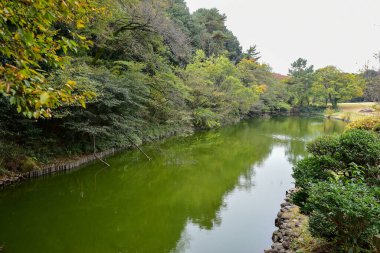 Tokyo Japonya 27 Kasım 2019 Tanımlanamayan Görüntü Sonbaharı Yoyogi Koen Ulusal Bahçesi 'nde.