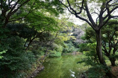 Tokyo Japonya 27 Kasım 2019 Tanımlanamayan Görüntü Sonbaharı Yoyogi Koen Ulusal Bahçesi 'nde.