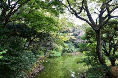 Tokyo Japonya 27 Kasım 2019 Tanımlanamayan Görüntü Sonbaharı Yoyogi Koen Ulusal Bahçesi 'nde.