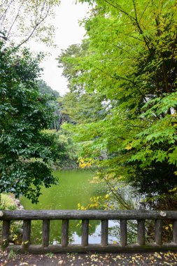 Tokyo Japonya 27 Kasım 2019 Tanımlanamayan Görüntü Sonbaharı Yoyogi Koen Ulusal Bahçesi 'nde.