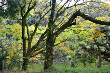 Tokyo Japonya 27 Kasım 2019 Tanımlanamayan Görüntü Sonbaharı Yoyogi Koen Ulusal Bahçesi 'nde.