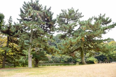 Tokyo Japonya 27 Kasım 2019 Tanımlanamayan Görüntü Sonbaharı Yoyogi Koen Ulusal Bahçesi 'nde.