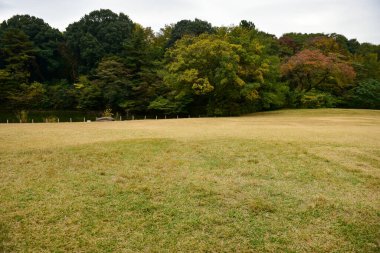 Tokyo Japonya 27 Kasım 2019 Tanımlanamayan Görüntü Sonbaharı Yoyogi Koen Ulusal Bahçesi 'nde.