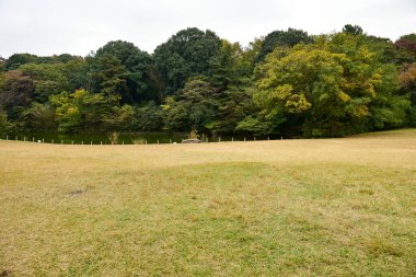 Tokyo Japonya 27 Kasım 2019 Tanımlanamayan Görüntü Sonbaharı Yoyogi Koen Ulusal Bahçesi 'nde.
