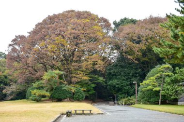 Tokyo Japonya 27 Kasım 2019 Tanımlanamayan Görüntü Sonbaharı Yoyogi Koen Ulusal Bahçesi 'nde.