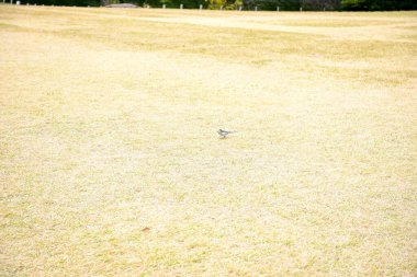 Tokyo Japonya 27 Kasım 2019 Tanımlanamayan Görüntü Sonbaharı Yoyogi Koen Ulusal Bahçesi 'nde.