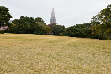 Tokyo Japonya 27 Kasım 2019 Tanımlanamayan Görüntü Sonbaharı Yoyogi Koen Ulusal Bahçesi 'nde.