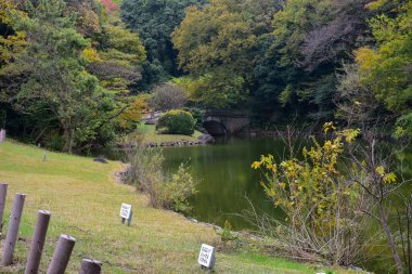 Tokyo Japonya 27 Kasım 2019 Tanımlanamayan Görüntü Sonbaharı Yoyogi Koen Ulusal Bahçesi 'nde.