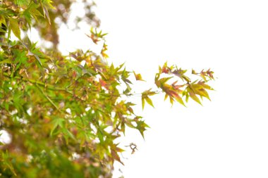 Tokyo Japonya 27 Kasım 2019 Tanımlanamayan Görüntü Sonbaharı Yoyogi Koen Ulusal Bahçesi 'nde.