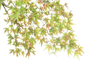 Tokyo Japonya 27 Kasım 2019 Tanımlanamayan Görüntü Sonbaharı Yoyogi Koen Ulusal Bahçesi 'nde.