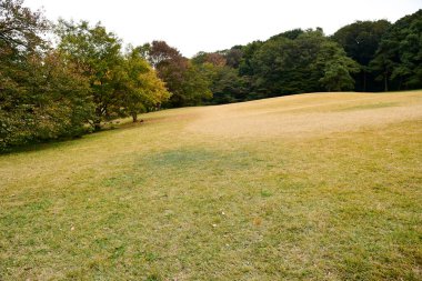 Tokyo Japonya 27 Kasım 2019 Tanımlanamayan Görüntü Sonbaharı Yoyogi Koen Ulusal Bahçesi 'nde.