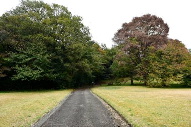 Tokyo Japonya 27 Kasım 2019 Tanımlanamayan Görüntü Sonbaharı Yoyogi Koen Ulusal Bahçesi 'nde.