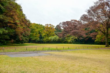 Tokyo Japonya 27 Kasım 2019 Tanımlanamayan Görüntü Sonbaharı Yoyogi Koen Ulusal Bahçesi 'nde.