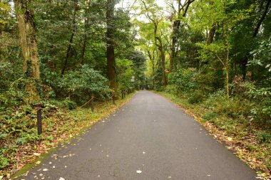 Tokyo Japonya 27 Kasım 2019 Tanımlanamayan Görüntü Sonbaharı Yoyogi Koen Ulusal Bahçesi 'nde.