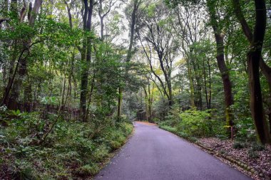 Tokyo Japonya 27 Kasım 2019 Tanımlanamayan Görüntü Sonbaharı Yoyogi Koen Ulusal Bahçesi 'nde.
