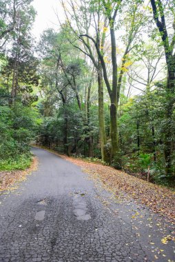 Tokyo Japonya 27 Kasım 2019 Tanımlanamayan Görüntü Sonbaharı Yoyogi Koen Ulusal Bahçesi 'nde.