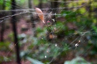 Tokyo Japonya 27 Kasım 2019 Tanımlanamayan Görüntü Sonbaharı Yoyogi Koen Ulusal Bahçesi 'nde.