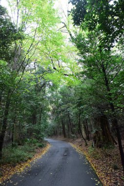 Tokyo Japonya 27 Kasım 2019 Tanımlanamayan Görüntü Sonbaharı Yoyogi Koen Ulusal Bahçesi 'nde.