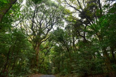 Tokyo Japonya 27 Kasım 2019 Tanımlanamayan Görüntü Sonbaharı Yoyogi Koen Ulusal Bahçesi 'nde.