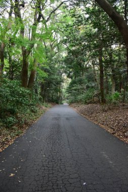 Tokyo Japonya 27 Kasım 2019 Tanımlanamayan Görüntü Sonbaharı Yoyogi Koen Ulusal Bahçesi 'nde.