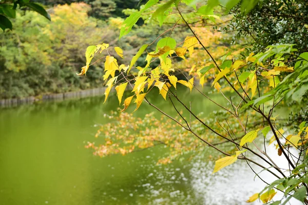 Tokio Japonsko Listopad 2019 Neznámé Rozmazané Podzimní Listy Yoyogi Koen — Stock fotografie