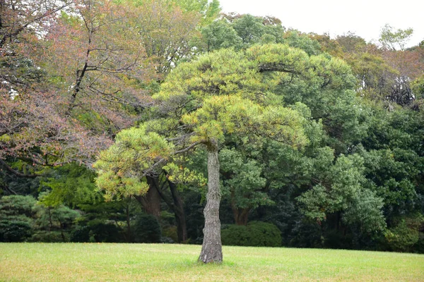 Tokyo Japon Novembre 2019 Flou Non Identifié Feuilles Automne Dans — Photo