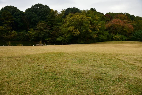 Tokió Japán November 2019 Azonosítatlan Maszat Őszi Levelek Yoyogi Koen — Stock Fotó
