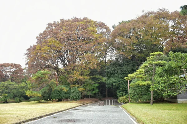 Tokyo Giappone Novembre 2019 Sfocatura Non Identificata Foglie Autunno Nel — Foto Stock