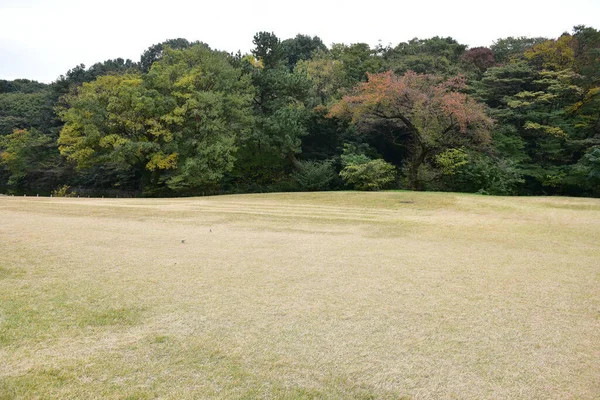 Tokió Japán November 2019 Azonosítatlan Maszat Őszi Levelek Yoyogi Koen — Stock Fotó