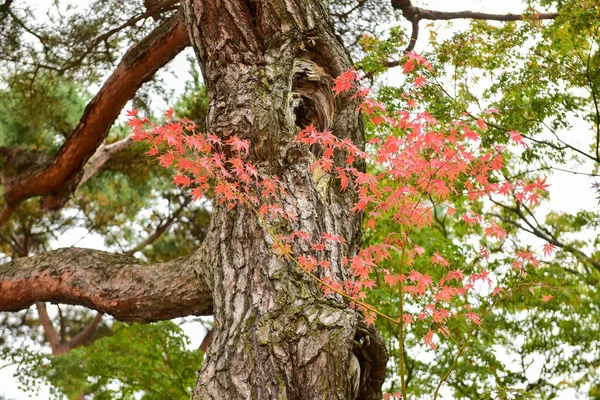 Tokio Japonsko Listopad 2019 Neznámé Rozmazané Podzimní Listy Yoyogi Koen — Stock fotografie