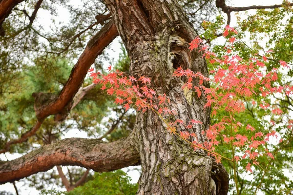 Tokio Japón Noviembre 2019 Desenfoque Identificado Hojas Otoño Jardín Nacional —  Fotos de Stock