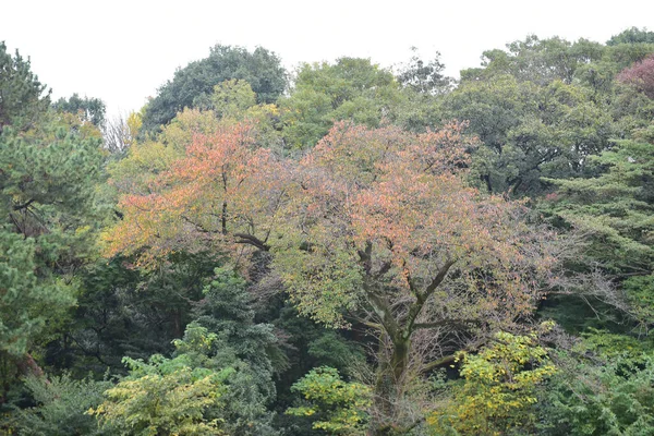 Tokio Japonsko Listopad 2019 Neznámé Rozmazané Podzimní Listy Yoyogi Koen — Stock fotografie