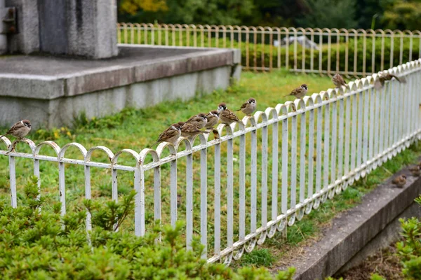 Tóquio Japão Novembro 2019 Folhas Outono Borrão Não Identificadas Jardim — Fotografia de Stock