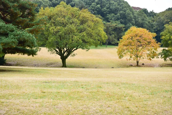 Tokyo Japan November 2019 Unidentified Blur Autumn Leaves Yoyogi Koen — Stock Photo, Image