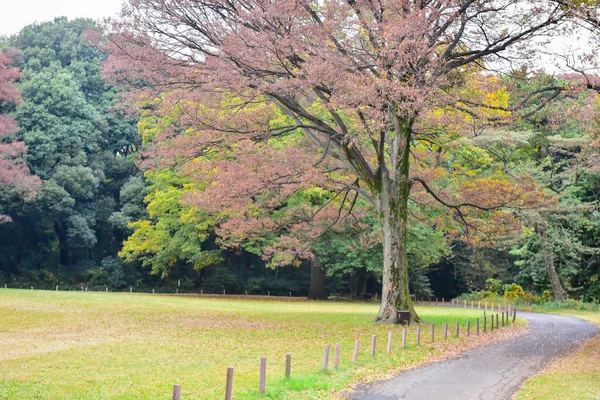 Tokió Japán November 2019 Azonosítatlan Maszat Őszi Levelek Yoyogi Koen — Stock Fotó