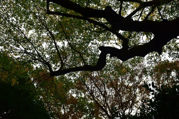 Токио Япония Ноября 2019 Неопознанные Листья Blur Autumn Национальном Саду — стоковое фото