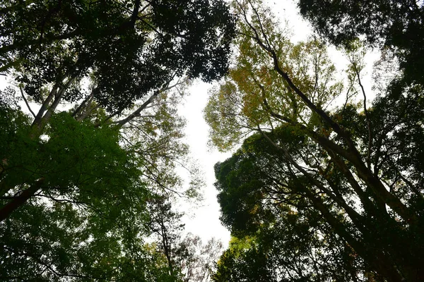 Tokyo Japon Novembre 2019 Flou Non Identifié Feuilles Automne Dans — Photo