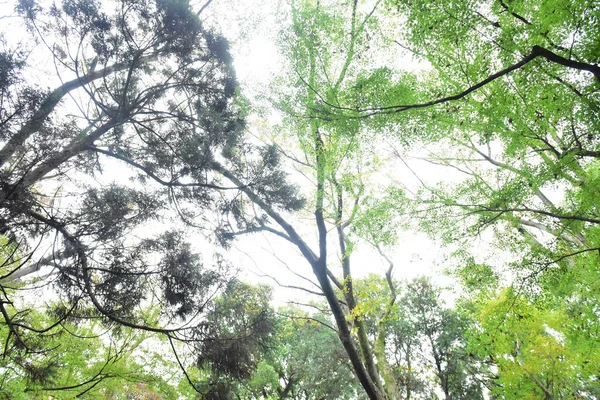 Tóquio Japão Novembro 2019 Folhas Outono Borrão Não Identificadas Jardim — Fotografia de Stock