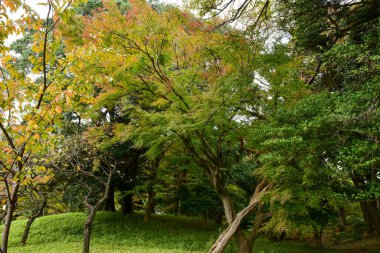 Tokyo, Japonya 27 Kasım 2019 Kimliği belirlenemeyen birçok insan Shinjuku Gyoen Ulusal Bahçesinde yürüyor ve sonbahar ağacını seyrediyor..