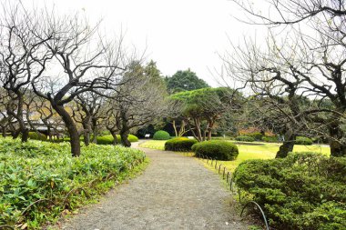 Tokyo, Japonya 27 Kasım 2019 Kimliği belirlenemeyen birçok insan Shinjuku Gyoen Ulusal Bahçesinde yürüyor ve sonbahar ağacını seyrediyor..
