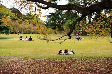 Tokyo, Japonya 27 Kasım 2019 Kimliği belirlenemeyen birçok insan Shinjuku Gyoen Ulusal Bahçesinde yürüyor ve sonbahar ağacını seyrediyor..