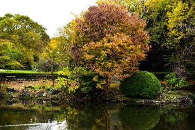 Tokyo, Japonya 27 Kasım 2019 Kimliği belirlenemeyen birçok insan Shinjuku Gyoen Ulusal Bahçesinde yürüyor ve sonbahar ağacını seyrediyor..