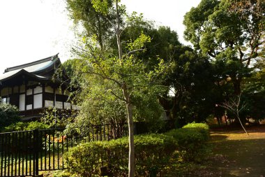 Tokyo, Japonya. 27 Kasım 2019 Tanımlanamayan Görüntü. Birçok insan Ueno parkında yürüyor ve sonbahar ağacını izliyor..