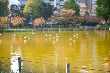 Tokyo, Japonya 27 Kasım 2018 Kimliği belirsiz birçok insan Ueno parkında yürüyor ve bahçedeki sonbahar ağacını izliyor. .