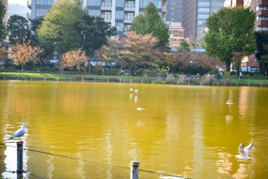 Tokyo, Japonya 27 Kasım 2018 Kimliği belirsiz birçok insan Ueno parkında yürüyor ve bahçedeki sonbahar ağacını izliyor. .