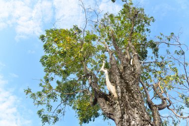 Mavi arka planda yeşil ağaçlar var. kırpma yolu ile.  
