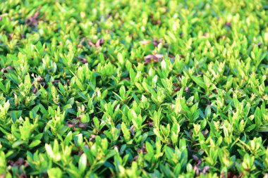 Bulanık kırmızı başak çiçeği ve bahçede yeşil yapraklar yol kenarında