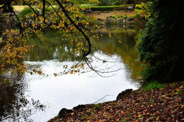 Tokyo, Japonya 27 Kasım 2019 Kimliği belirlenemeyen birçok insan Shinjuku Gyoen Ulusal Bahçesinde yürüyor ve sonbahar ağacını seyrediyor..